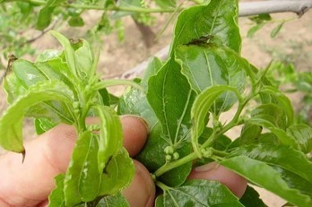丙环唑药害图片